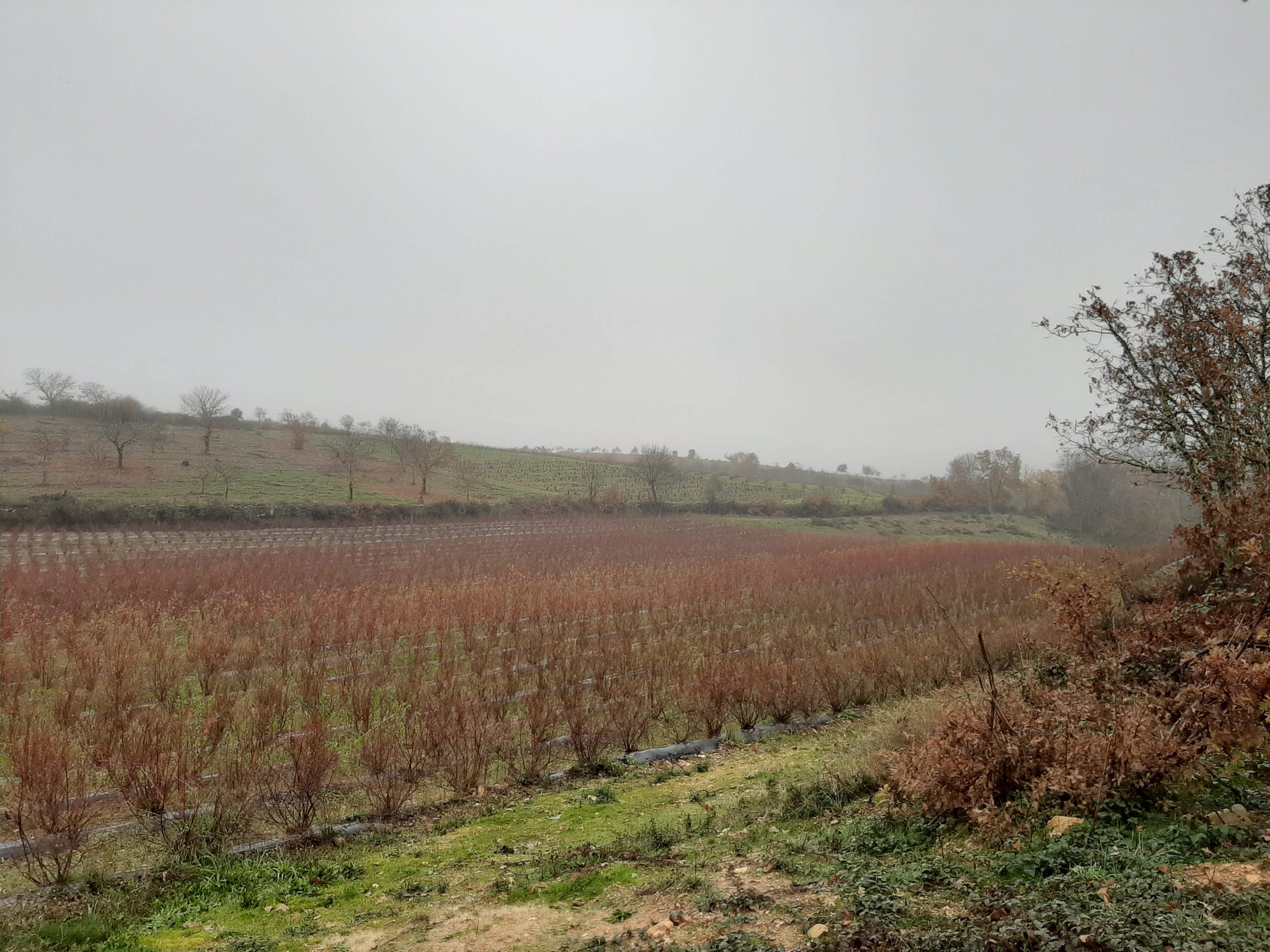 Fornecimento de plantas, fertilizantes, substratos e outros