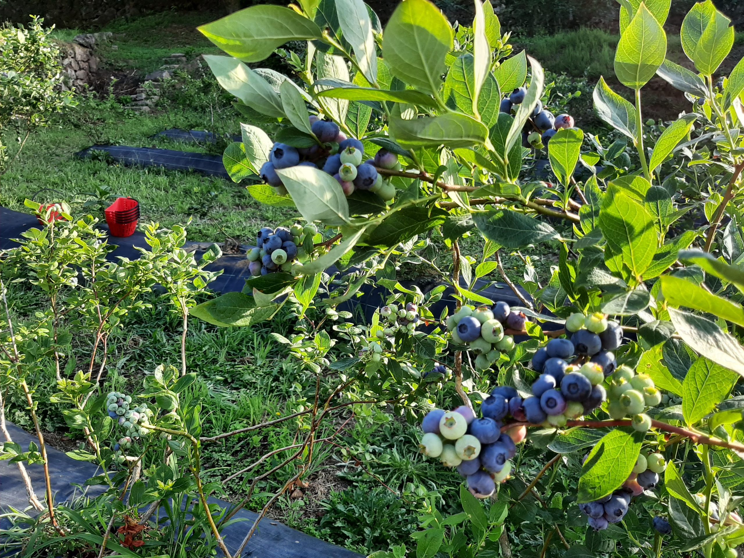 Apoio na elaboração de candidaturas a projetos agrícolas
