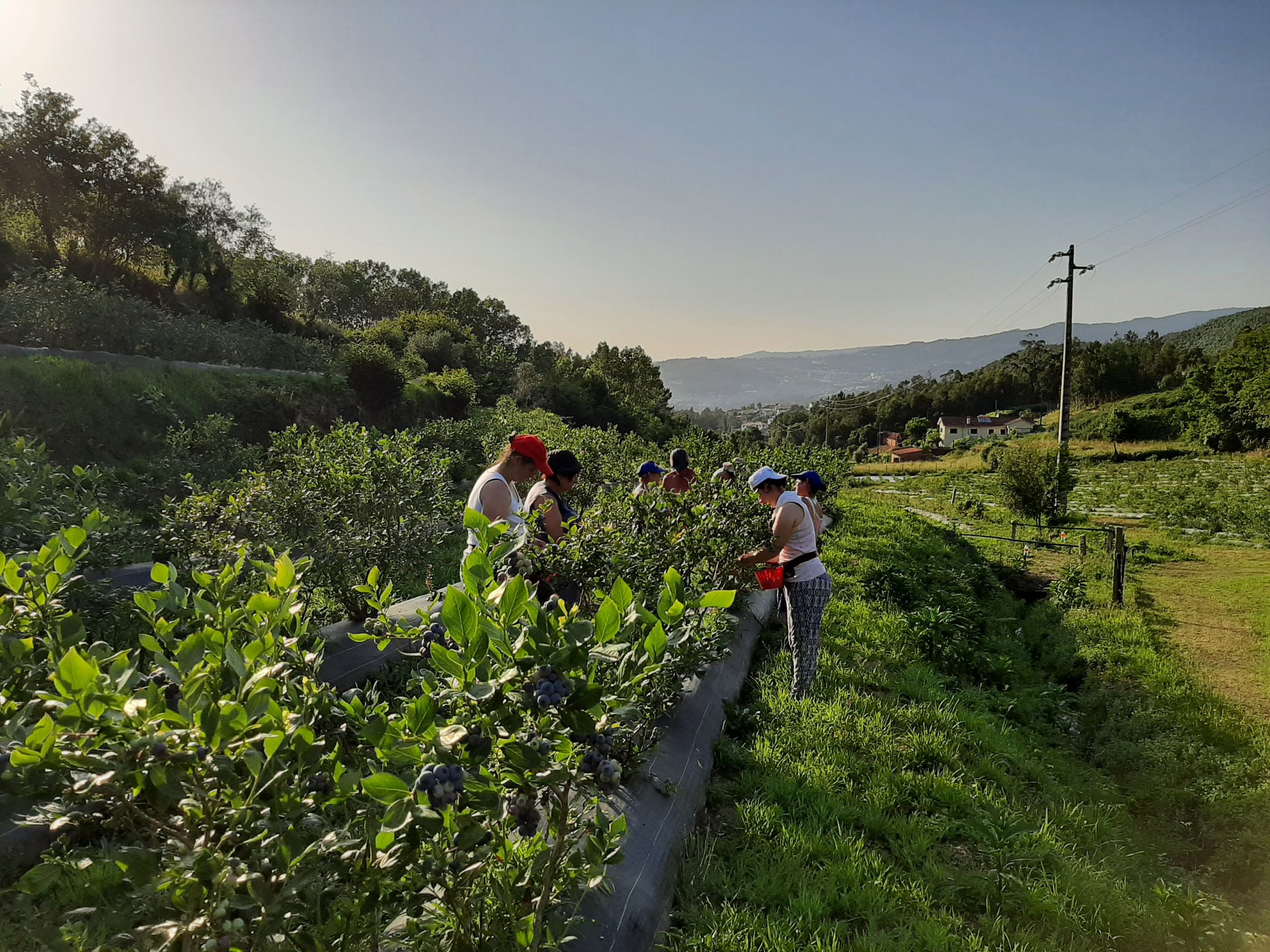 Temporada de Colheita